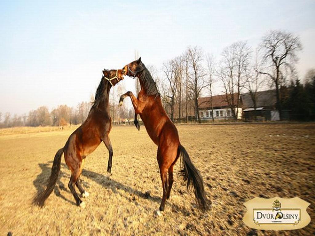 Dvur Olsiny -Hotel And Horse-Riding Karviná 외부 사진